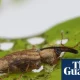 Crayfish, weevils and fungi released in UK to tackle invasive species such as Japanese knotweed | Invasive species