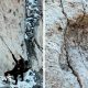 Thousands of dinosaur footprints found on Italian mountain