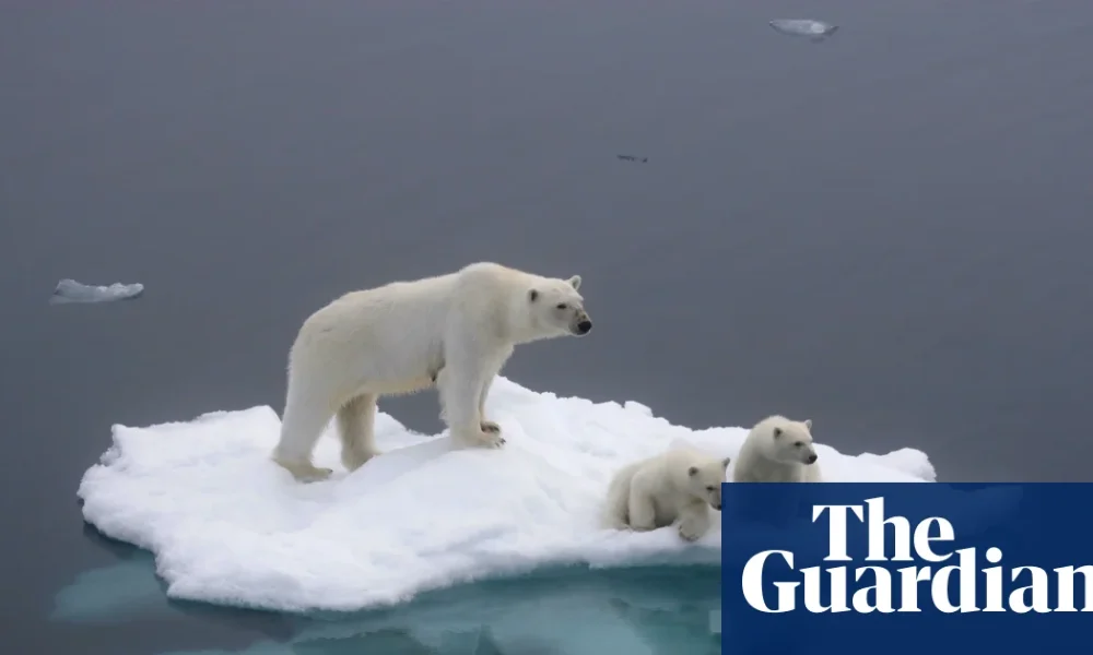 Tuesday briefing: What polar bear DNA tells us about a warming Arctic | Wildlife