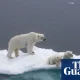 Tuesday briefing: What polar bear DNA tells us about a warming Arctic | Wildlife