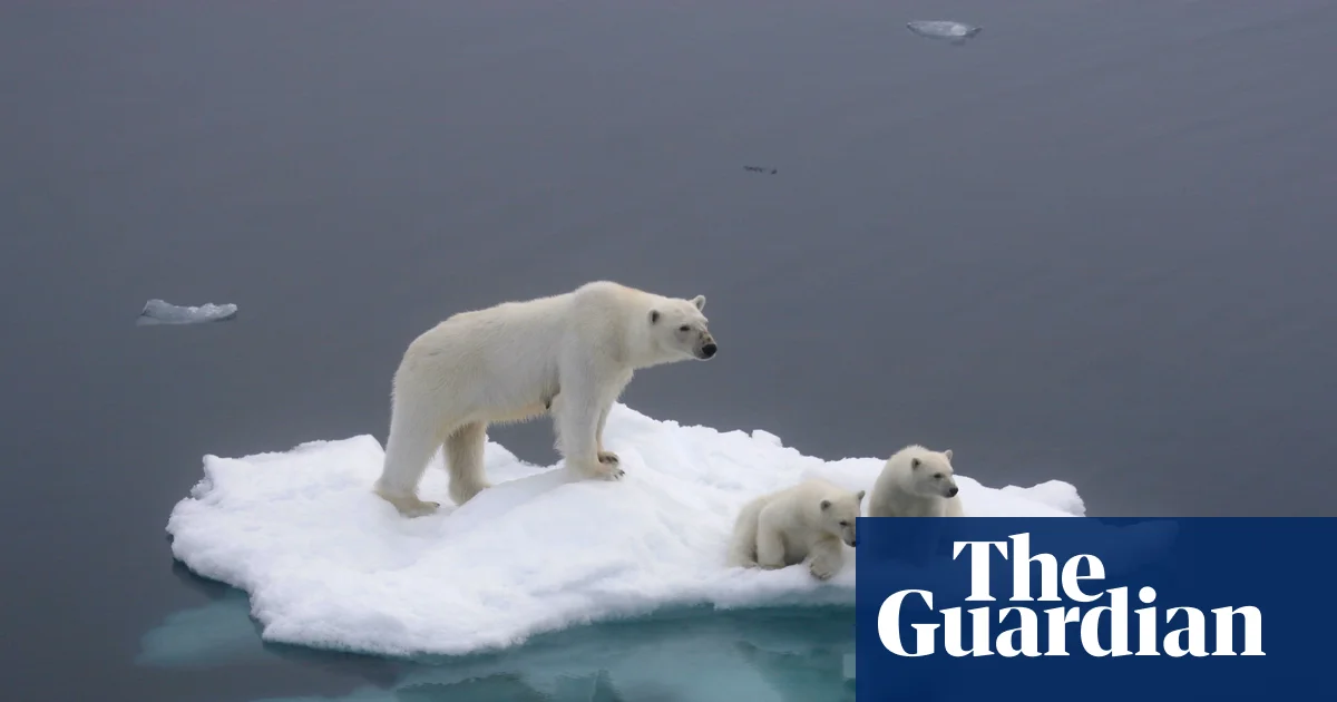 Tuesday briefing: What polar bear DNA tells us about a warming Arctic | Wildlife