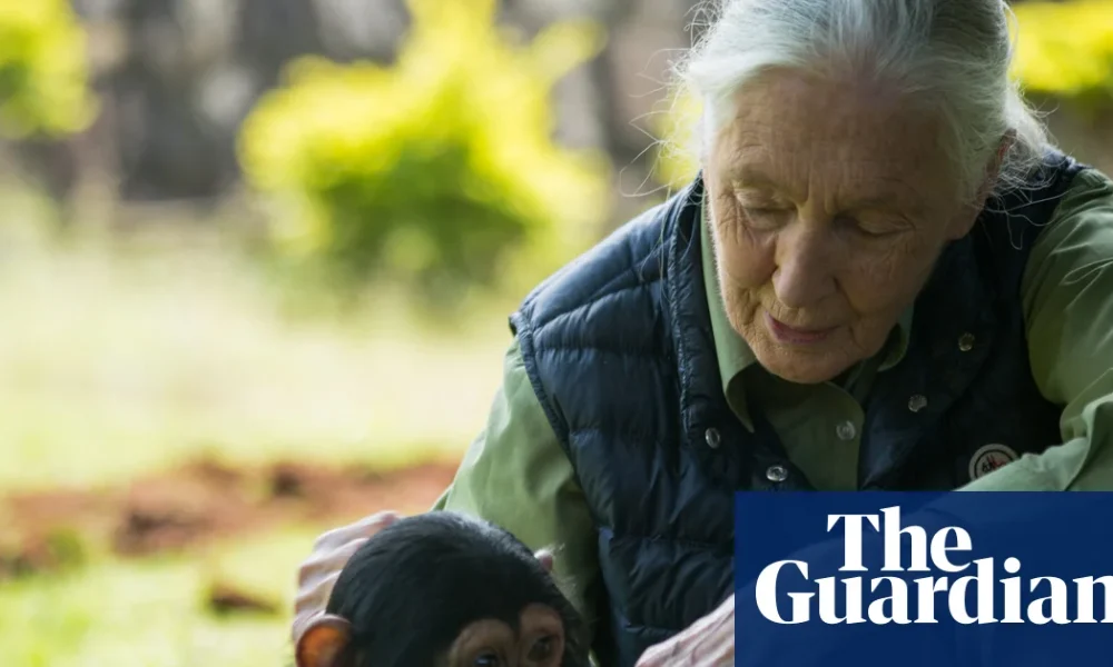 Jane Goodall Earth medal to recognise people working to improve the world | Jane Goodall