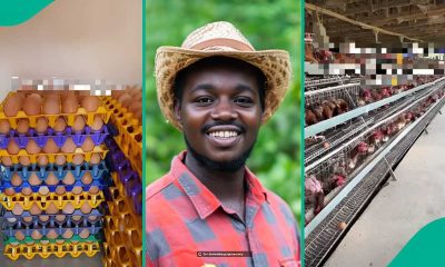 Farmer Outsmarts Workers With Plan That Keeps Them At Work For Christmas: “I Came Up With A Plan”