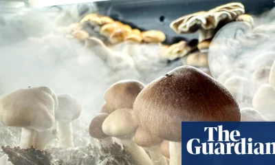 Psychedelic treatments show promise for OCD while cannabis doesn’t, review finds | Obsessive-compulsive disorder