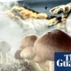 Psychedelic treatments show promise for OCD while cannabis doesn’t, review finds | Obsessive-compulsive disorder