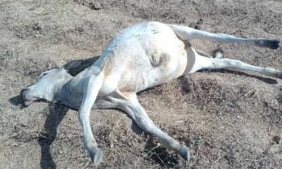 Tension Rises in Plateau as Cattle Are Killed in Gero Village Attack — Akelicious