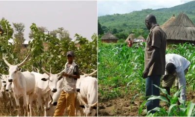 Farmer Shoots Herder Dead After Grazing Dispute in Borno — Akelicious