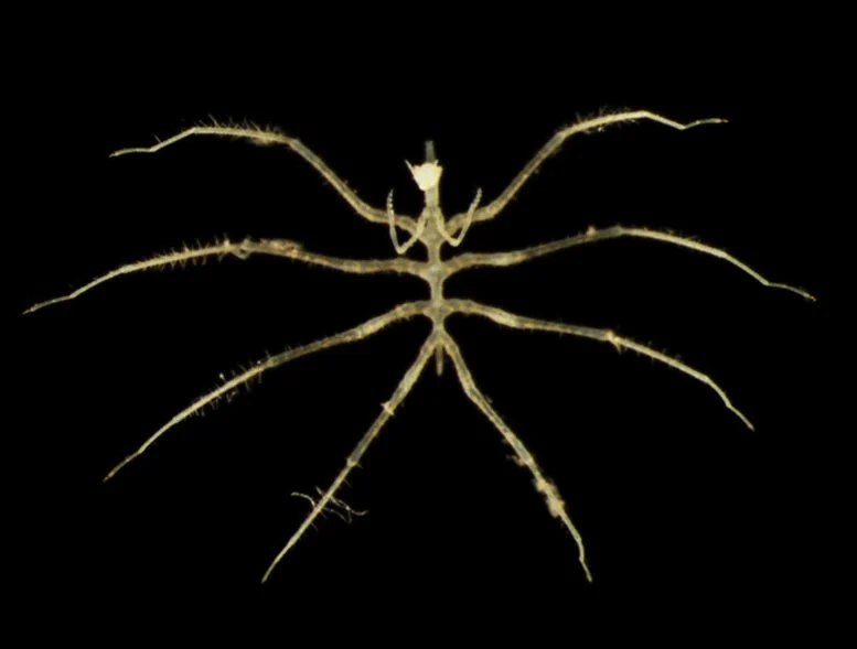 Scientists Discover Hundreds of New Species in One of Earth’s Least Explored Realms