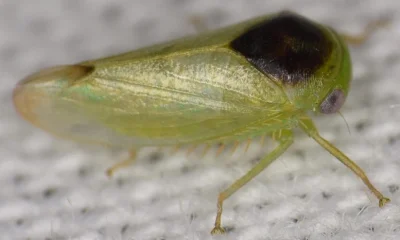 It Looks Like a Frog, but It’s a Bug: Scientist Discovers 7 Unusual New Insect Species