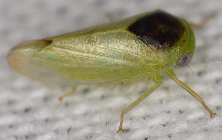 It Looks Like a Frog, but It’s a Bug: Scientist Discovers 7 Unusual New Insect Species