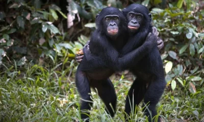 Male Bonobos Crack the Code of Hidden Fertility Signals