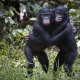 Male Bonobos Crack the Code of Hidden Fertility Signals