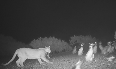 Pumas in Patagonia started feasting on penguins — but now they’re behaving strangely, a new study finds