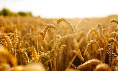 Two Tiny Tweaks May Transform Global Food Production