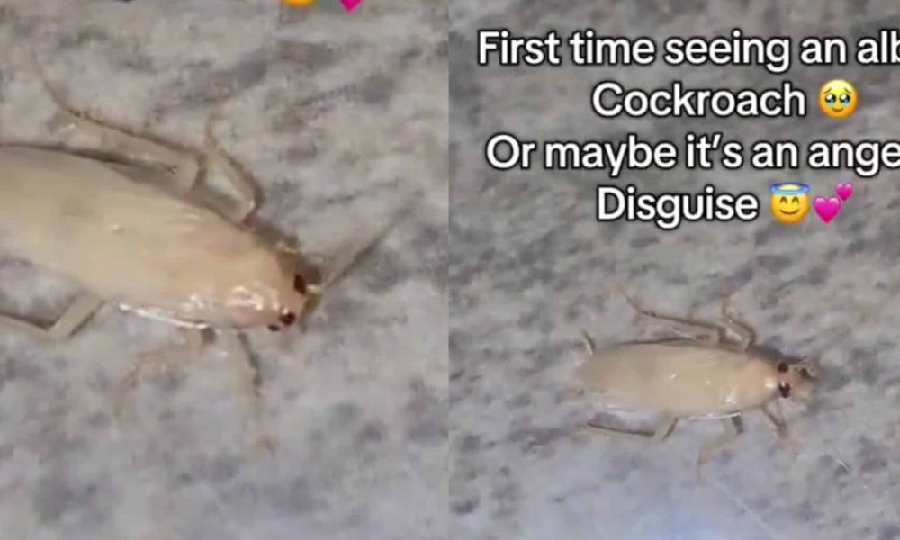 “I thought it is an angel” – Lady reacts after seeing albino cockroach for the first time