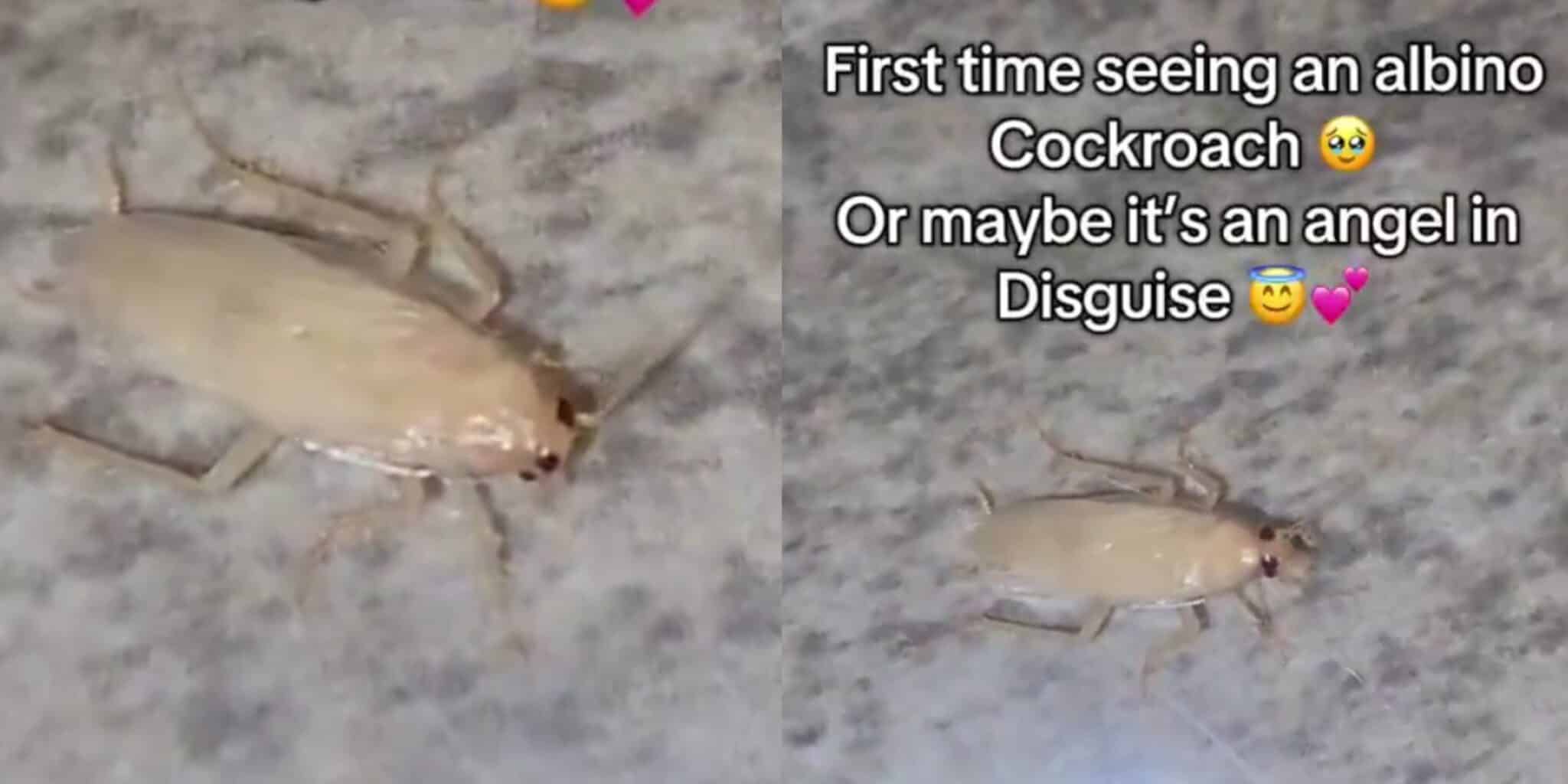 “I thought it is an angel” – Lady reacts after seeing albino cockroach for the first time