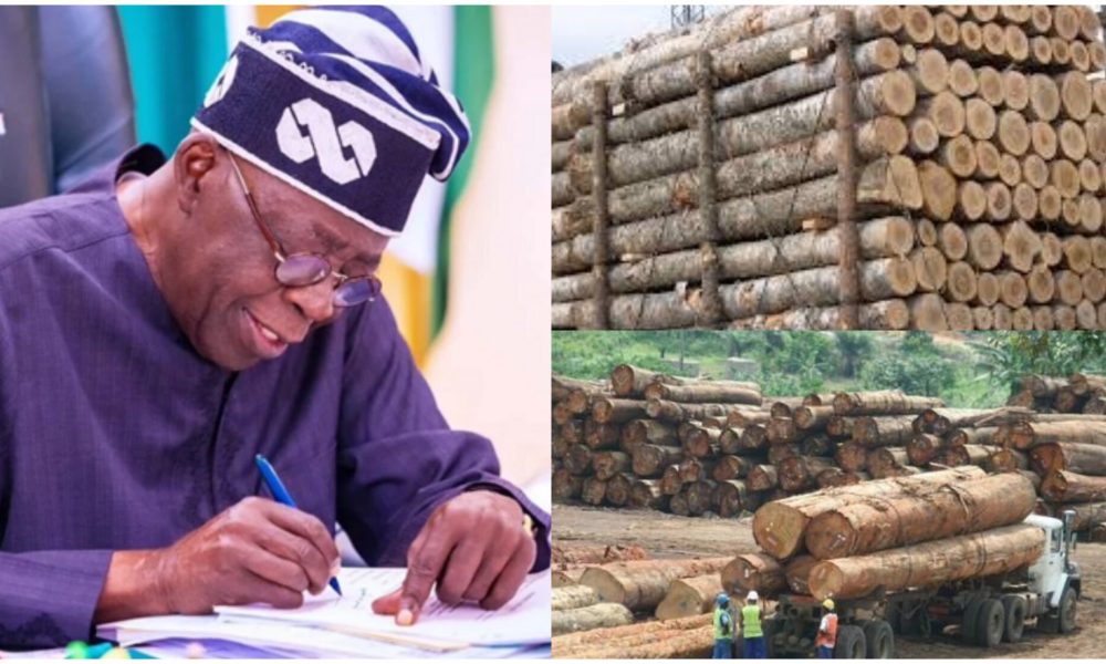 Tinubu’s government bans exportation of wood, allied products