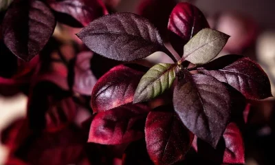 According to Scientists, This Brazilian Plant Could Help Treat Arthritis