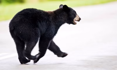 Hunters kick of Florida’s first bear hunt in a decade – this time with stricter rules