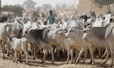 Gunmen Strike Plateau Communities, Rustle 170 Cows