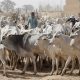 Gunmen Strike Plateau Communities, Rustle 170 Cows