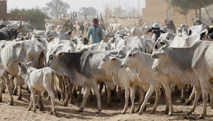 Gunmen Strike Plateau Communities, Rustle 170 Cows