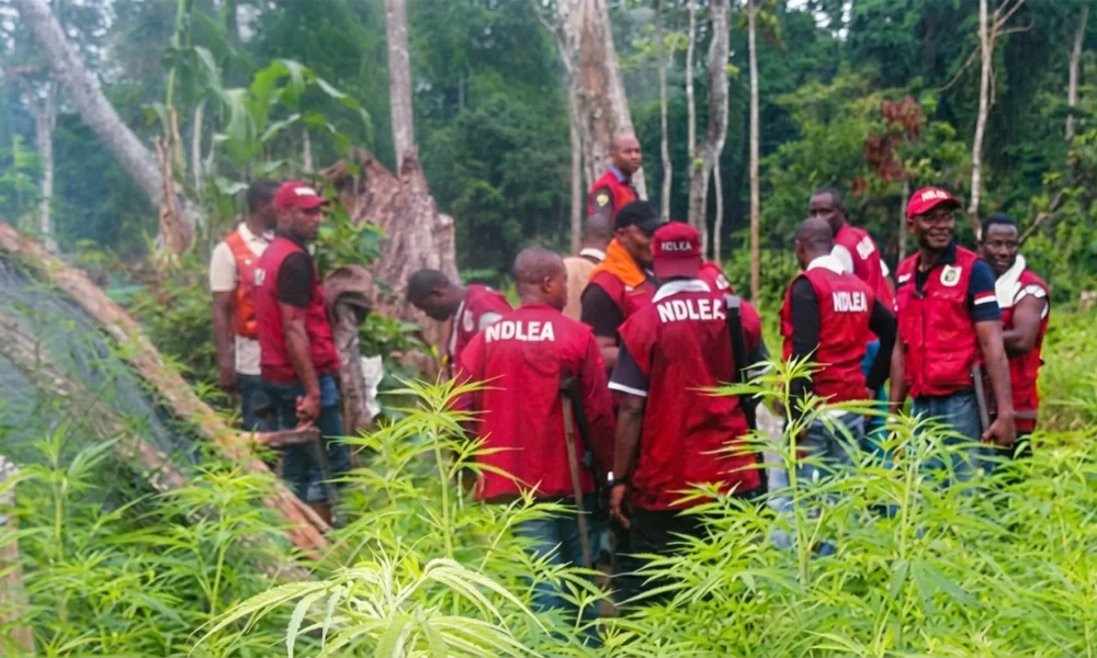 NDLEA intercepts vehicle loaded with Tramadol, others in Niger