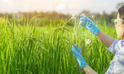 Breakthrough Discovery Could Make Rice Cheaper, Healthier, Cleaner