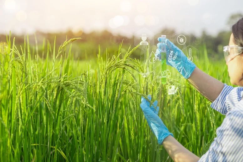 Breakthrough Discovery Could Make Rice Cheaper, Healthier, Cleaner