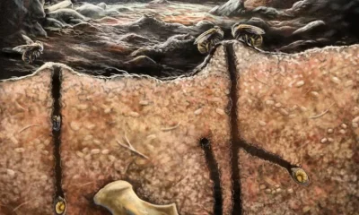 Fossils Inside Fossils: The Bizarre Discovery Hidden in a Caribbean Cave