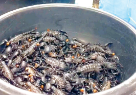 From toxin to treasure: Nigeria’s quiet scorpion venom gold rush