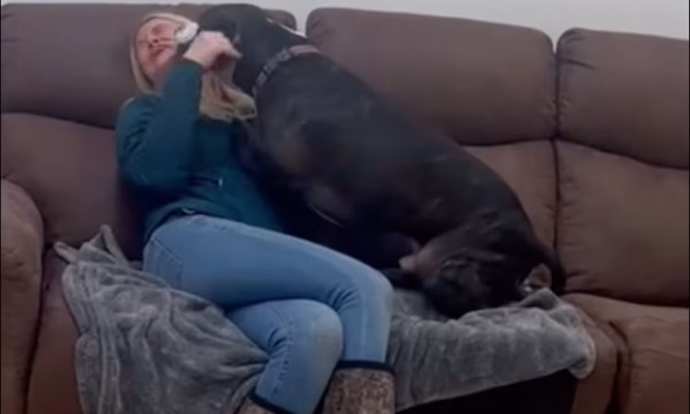 Social media luck helps family reunite with dog that had been missing for 4 years: ‘It did not feel real at all’