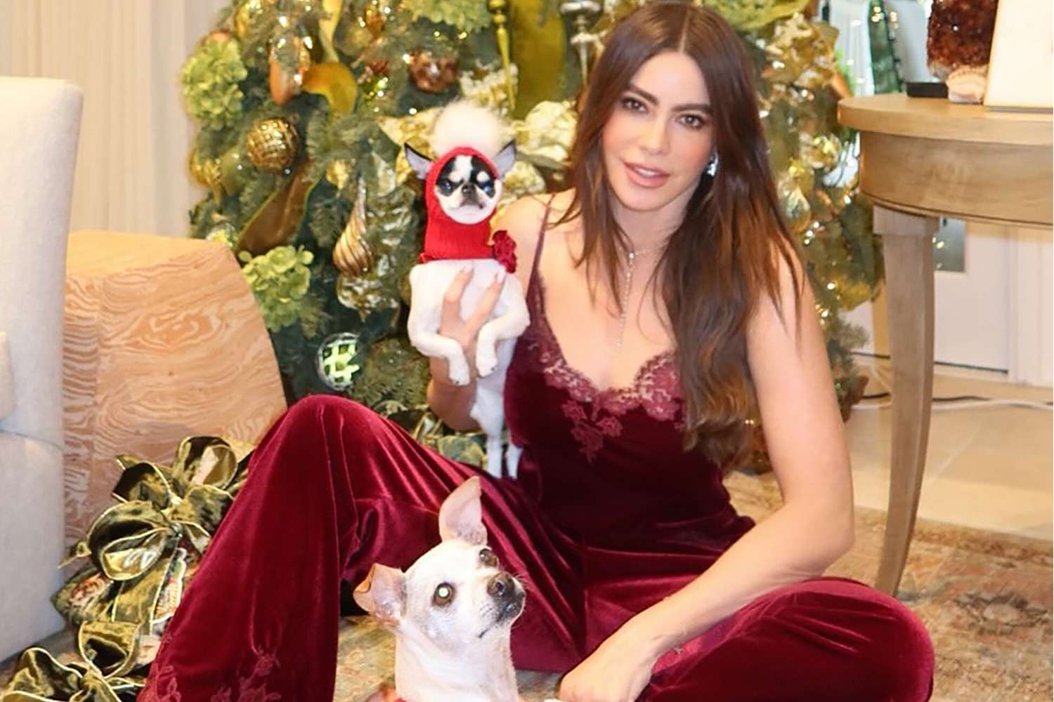 Sofia Vergara Poses for Holiday Photos Alongside Her Pet Chihuahua Amore