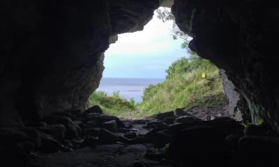 5,000-Year-Old Wolves Found on Remote Island Challenge Conventional Views of Domestication