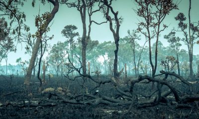 Amazon rainforest is transitioning to a ‘hypertropical’ climate — and trees won’t survive that for long