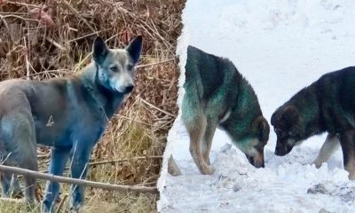 Chernobyl dogs likely turned blue from ‘port-a-potty’ waste, expert says