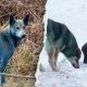 Chernobyl dogs likely turned blue from ‘port-a-potty’ waste, expert says