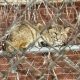 Wild Bobcat Pulls Off Reverse Escape and Ends Up Inside a Michigan Prison