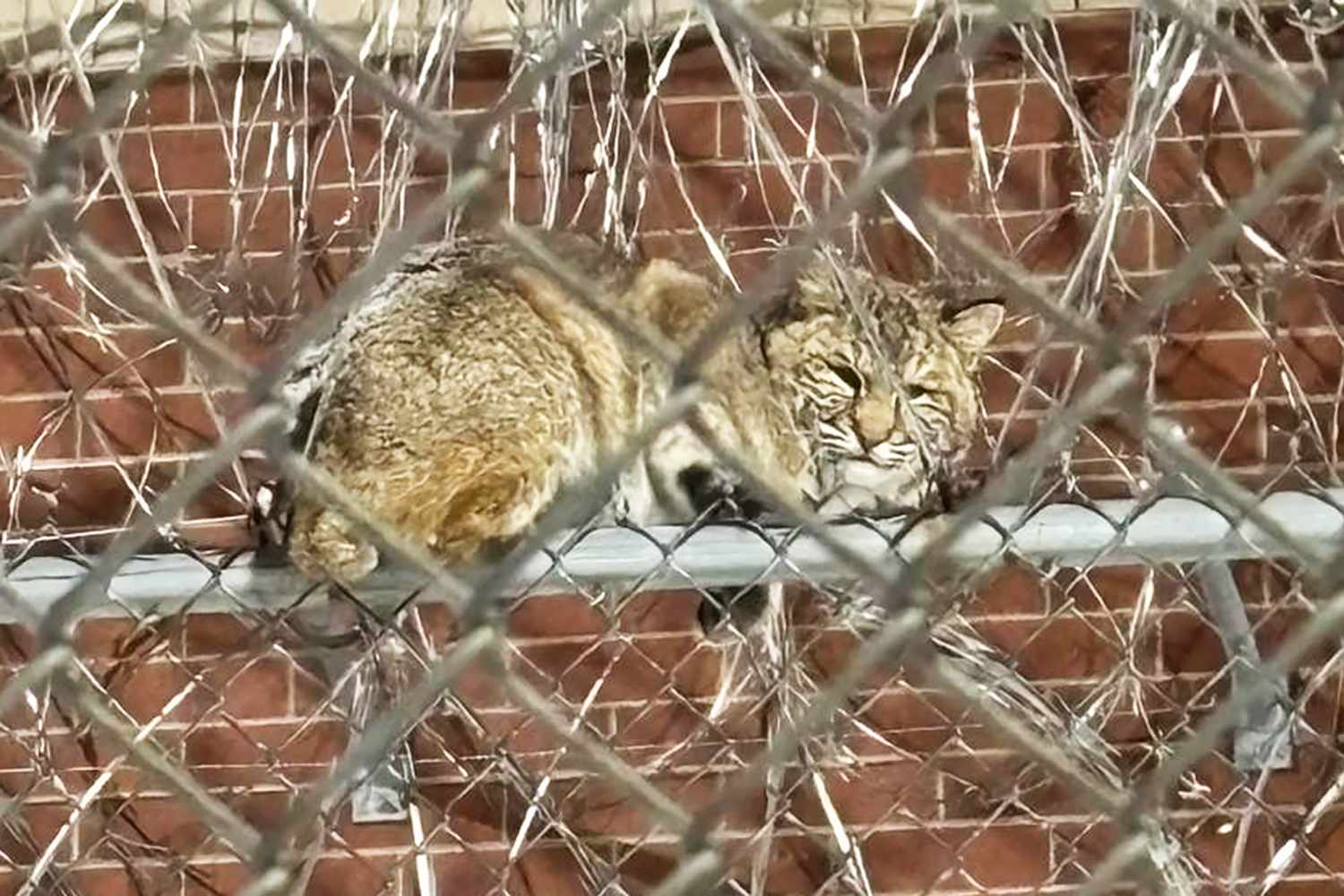 Wild Bobcat Pulls Off Reverse Escape and Ends Up Inside a Michigan Prison