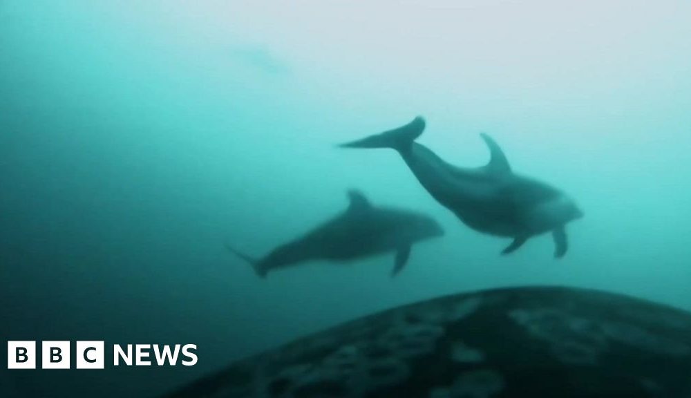 Killer whales and dolphins seen hunting together in rare video