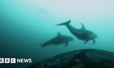Killer whales and dolphins seen hunting together in rare video