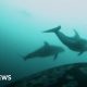 Killer whales and dolphins seen hunting together in rare video