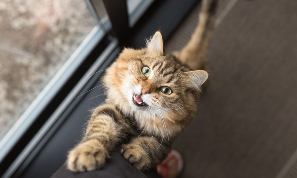 Cats meow more at men than women to get their attention — and it’s a sign they are master manipulators