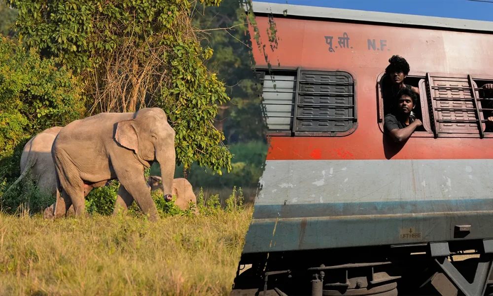 Train hits elephant herd in northeastern India, kills 7 elephants
