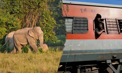 Train hits elephant herd in northeastern India, kills 7 elephants