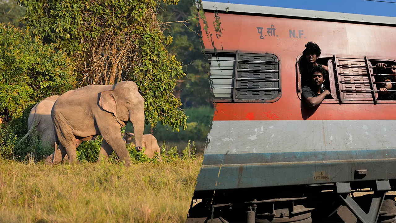 Train hits elephant herd in northeastern India, kills 7 elephants