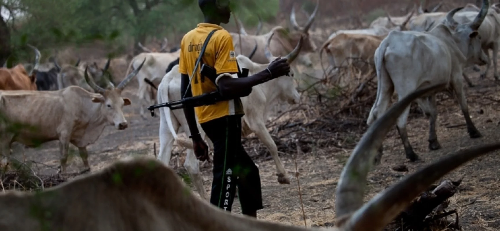 Herdsmen kill four children in Plateau community in reprisal attack over alleged rustling of their cows