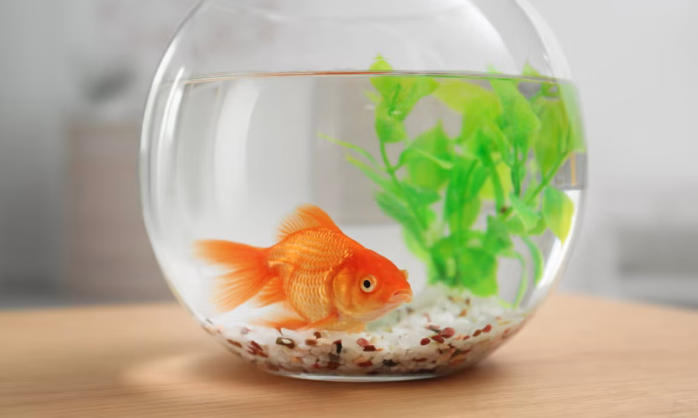 Our attention spans really are getting shorter – here’s how you can fix yours