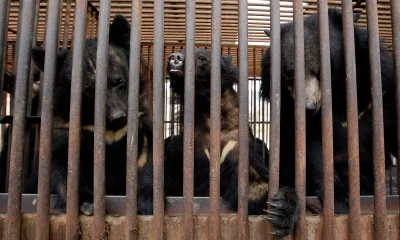 South Korea announces end to controversial bear bile farming | Environment