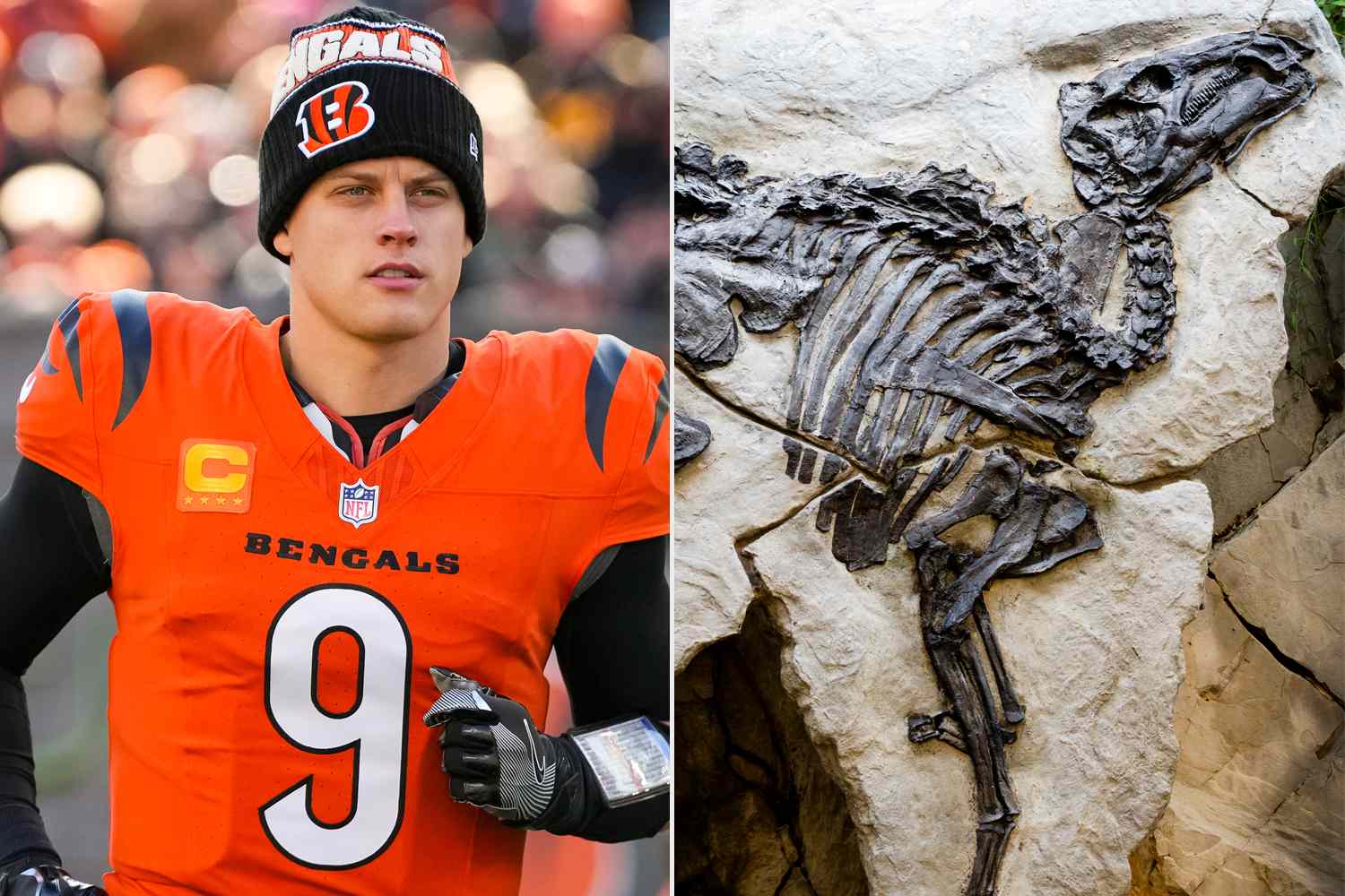 Joe Burrow Gave Bengals Teammates Dinosaur, Bear and Mammoth Fossils for Christmas